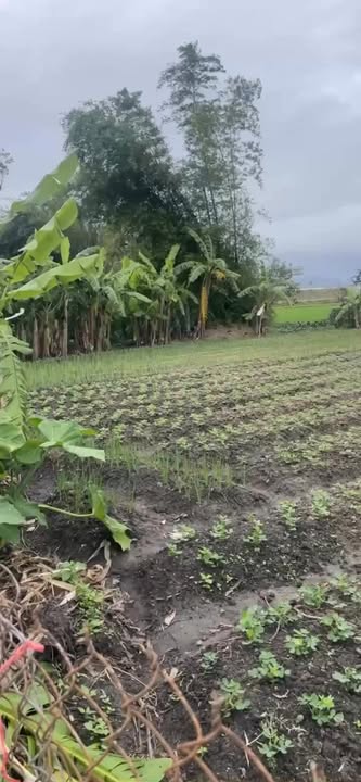 Đất nền 600m² tại Phú Thiện, Gia Lai giá 3 tỷ - Cơ hội đầu tư tuyệt vời!