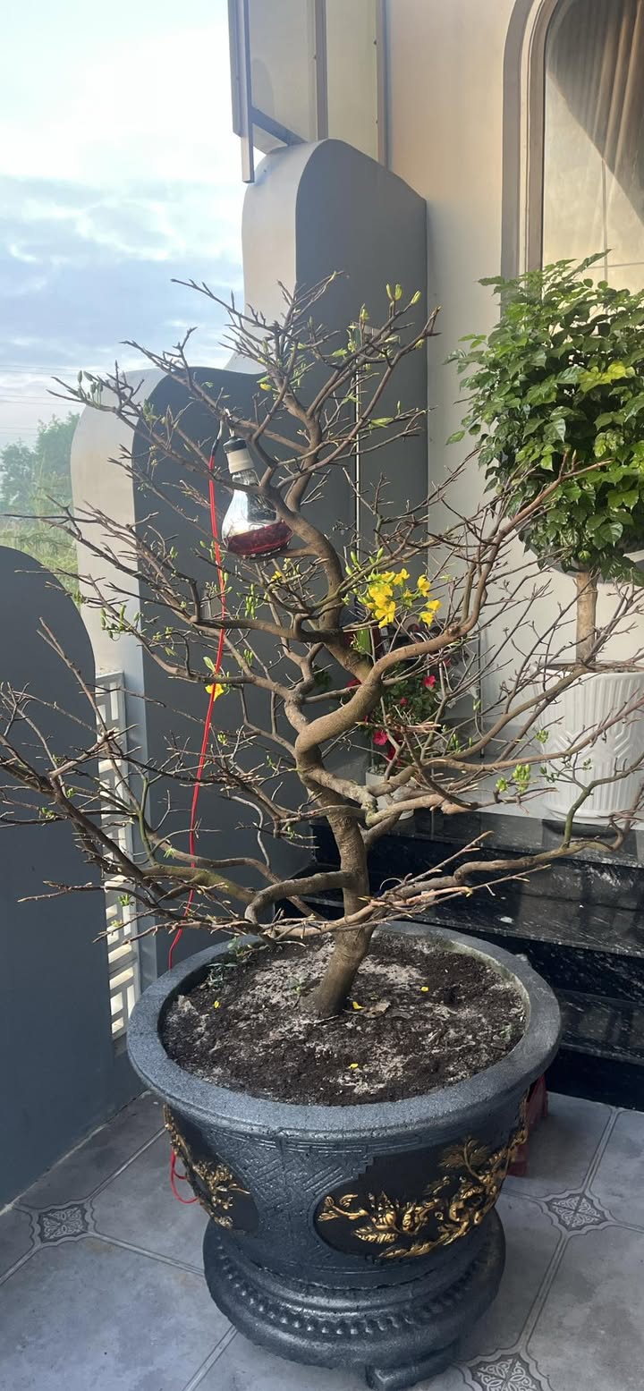 Đất nền đường Huỳnh Thúc Kháng, Quận Hải Châu, 297m² giá 700 triệu - Cơ hội đầu tư hấp dẫn!