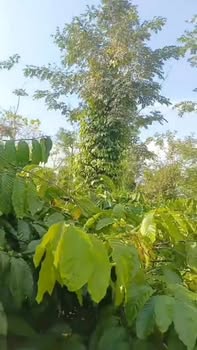 Đất nền dự án Đội 4 Buôn Jung, 1872m² giá 1.56 tỷ - Đầu tư sinh lời tiềm năng!