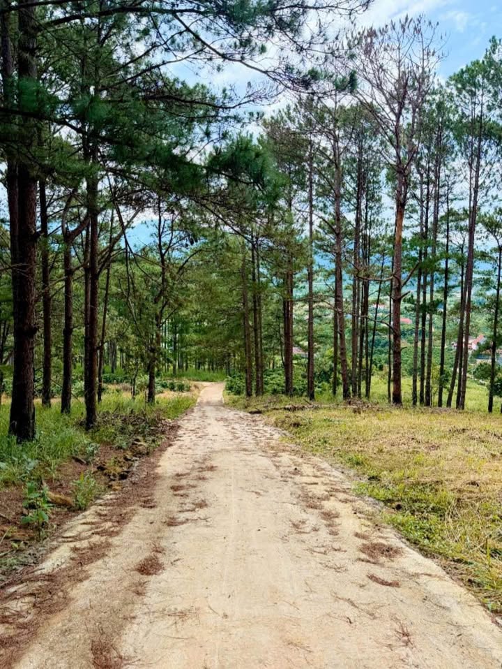 Nhà vườn Mê Linh, Lâm Đồng 3700m² giá thỏa thuận - View đồi săn mây tuyệt đẹp!