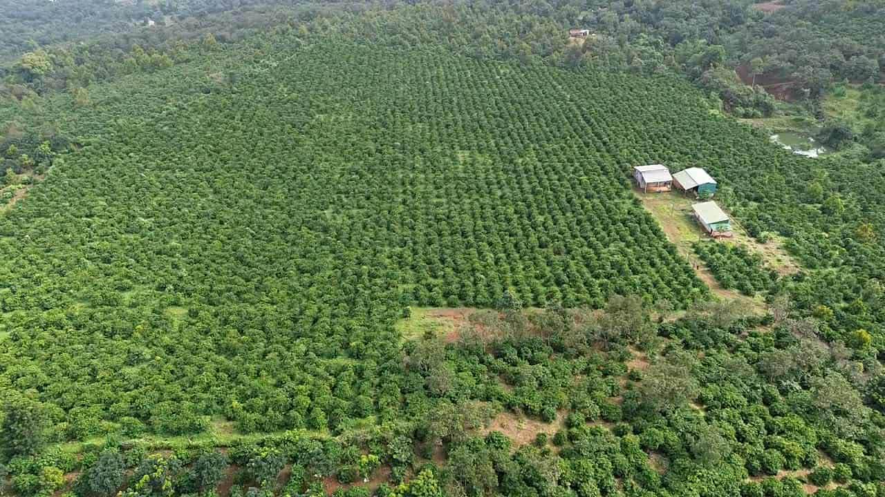 Đất nông nghiệp 5ha tại Xã Phú Hội, Huyện Đức Trọng, Lâm Đồng - Giá chỉ 10 tỷ!