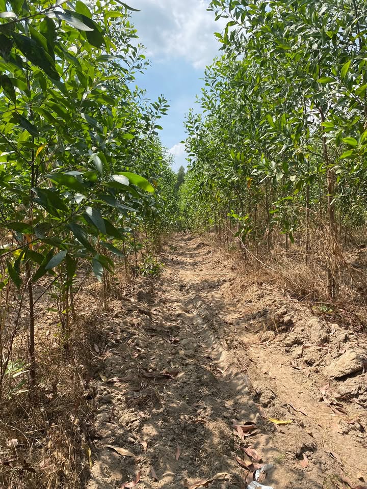 Đất vườn Tân Hà, Hàm Tân 1,2ha giá 1,1 tỷ - Cơ hội đầu tư hấp dẫn!