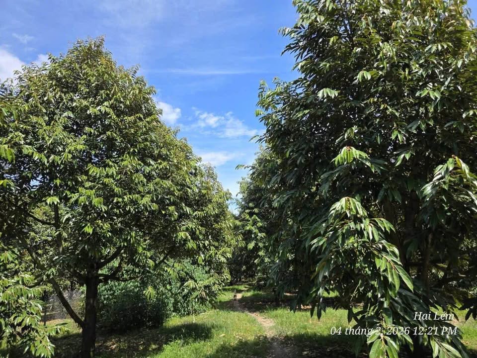 Vườn sầu riêng Phú An, Tân Phú, 15.812m² giá 9.5 tỷ - Đầu tư sinh lời ngay!