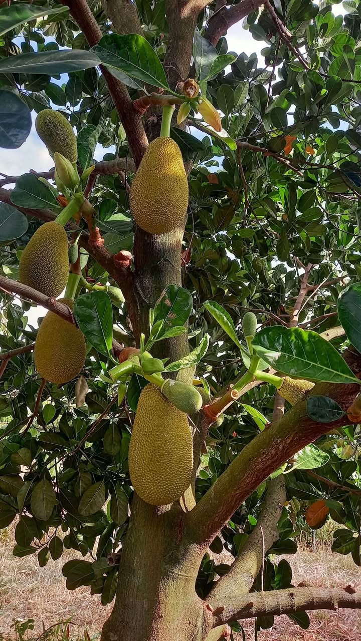 Đất Farm 28.800m² tại Xã Phú Tân, Huyện Định Quán - Chỉ 2.3 tỷ, Sổ hồng chính chủ!