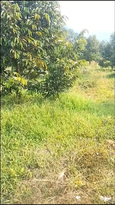 Farm Đặc Biệt Xã Đa Kai 14.000m² giá 2,45 tỷ - Đầu tư sinh lời ngay!