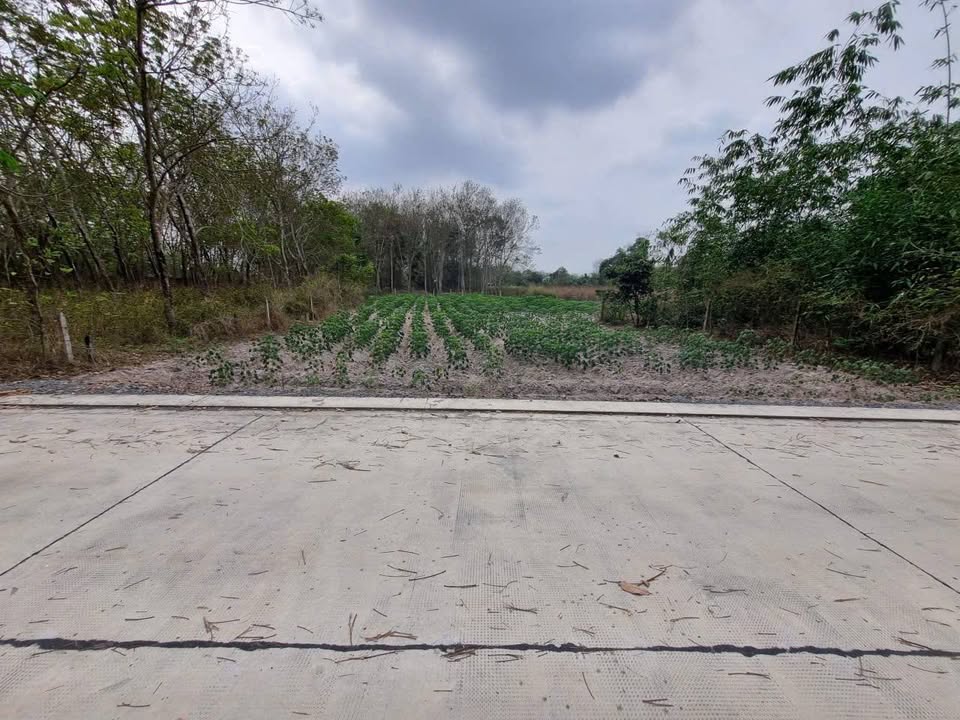 Đất nền đường Bùi Thị Mộng, xã An Nhơn Tây 1251m² giá 2.2 tỷ - Cơ hội đầu tư hấp dẫn!