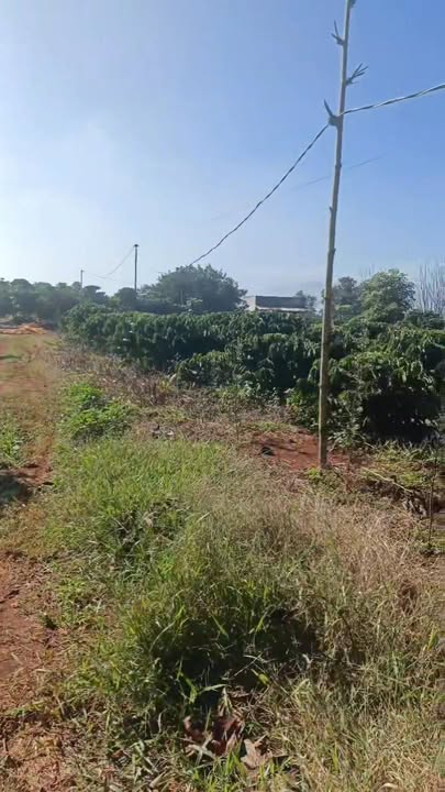 Đất Farm 80,000m² tại Xã Phú Hội, Huyện Đức Trọng - Giá chỉ 40 tỷ