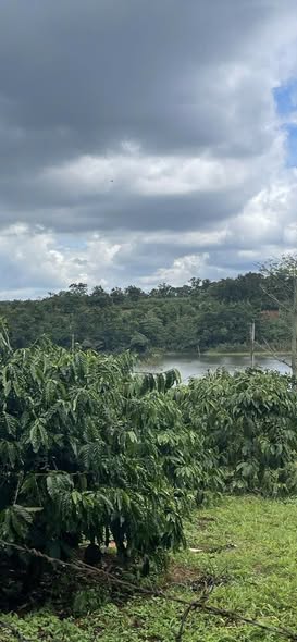 Bán rẫy Cư Bao Buôn Hồ 2860m² giá 1.399 tỷ - Đầu tư sinh lời ngay!