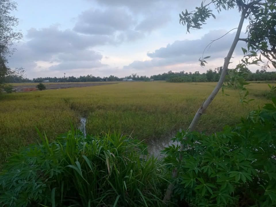 Đất nông nghiệp 18.000m² tại Xã Mỹ Phước - Sổ đỏ chính chủ, giá thỏa thuận!