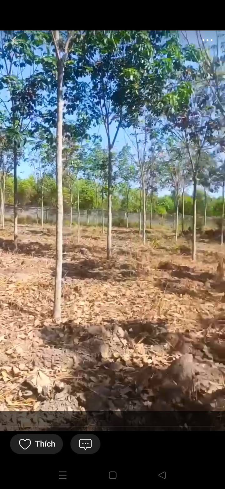 Đất farm 1,4ha tại xã Minh Hoà, huyện Dầu Tiếng, Bình Dương - Giá tốt nhất thị trường!