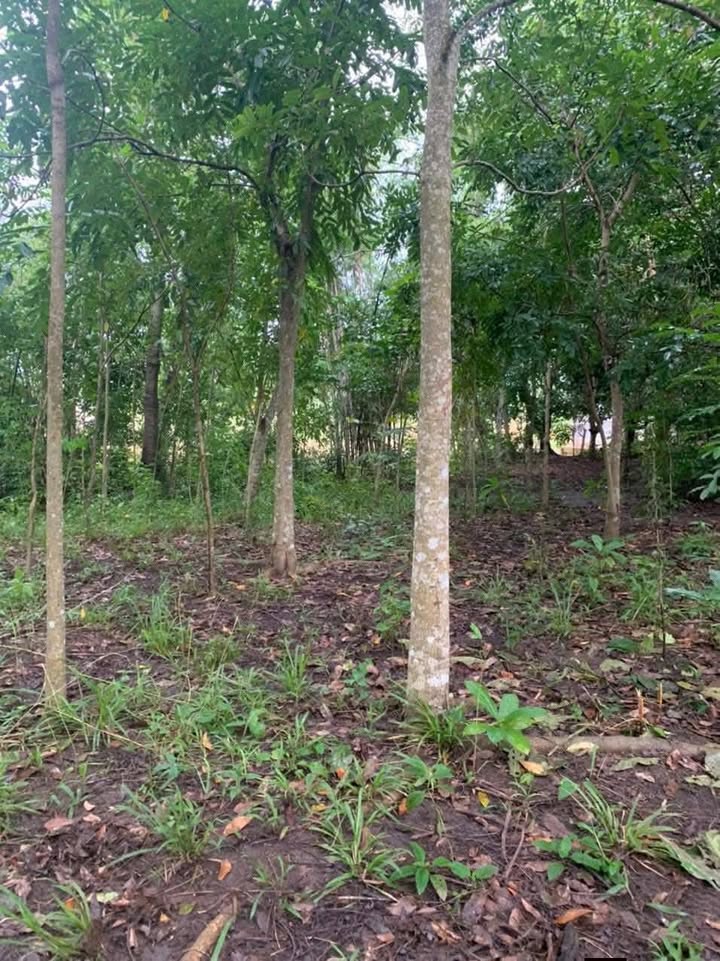 Đất nền ấp 15, xã Thiện Hưng, diện tích 9720m², giá 420 triệu - Cơ hội đầu tư hấp dẫn!