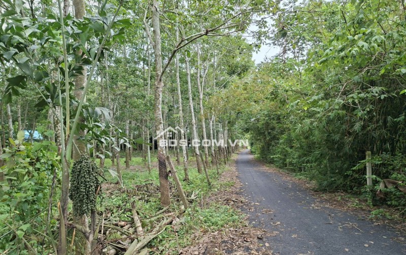 Đất Nền Củ Chi 8000m² Đường Phú Thuận - Đất Thổ Cư 100%