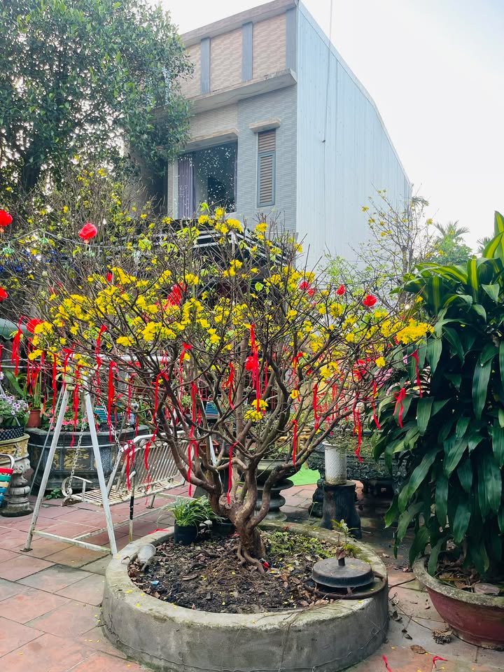 Nhà mặt tiền Hoàng Hoa Thám, Quảng Ngãi 115m² giá 2.7 tỷ - Cần tiền tiêu Tết!