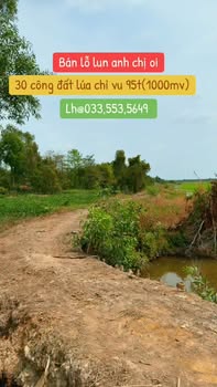 Bán Đất Lúa Thạnh Phước Thạnh Hóa 30.000m² - Đầu Tư Dài Hạn Giá Rẻ