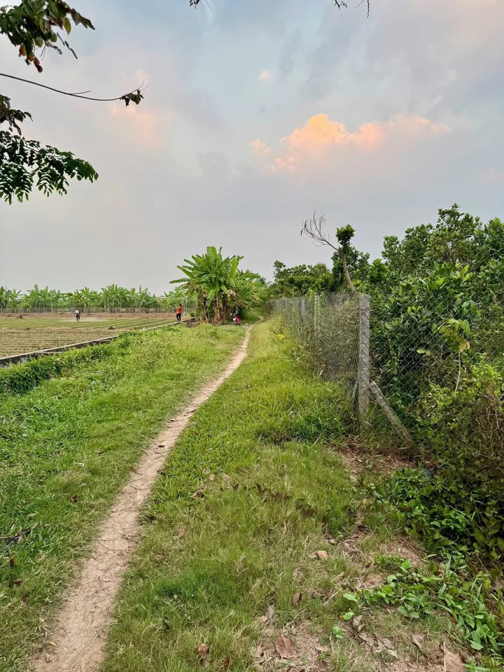 Bán Đất Vườn 2.189m² Mặt Tiền Cộ, P. Long Phú, T. An Giang - Sẵn Sổ