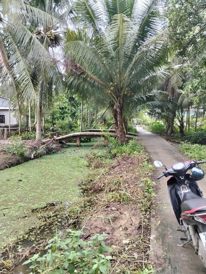 Đất Vườn Giồng Trôm 10.000m² - Đầu Tư Dài Hạn, Giá Cực Tốt