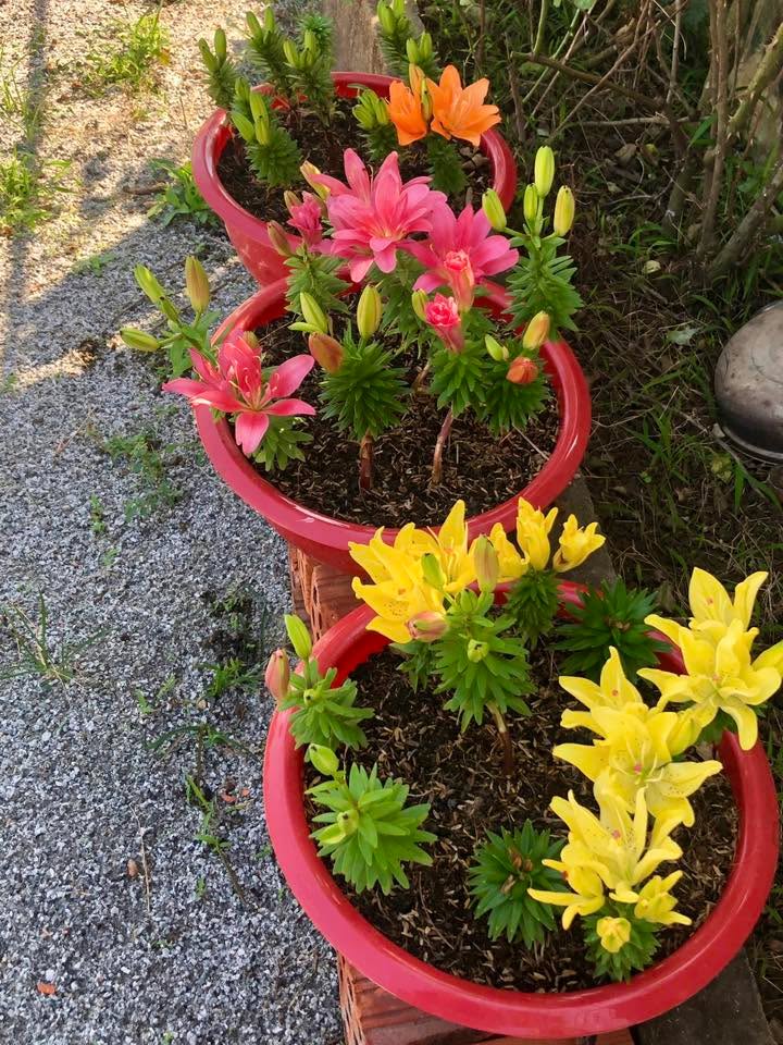 Đất thổ cư Bồng Sơn 90m² giá 6xx triệu - Vị trí đẹp, dân cư đông đúc!