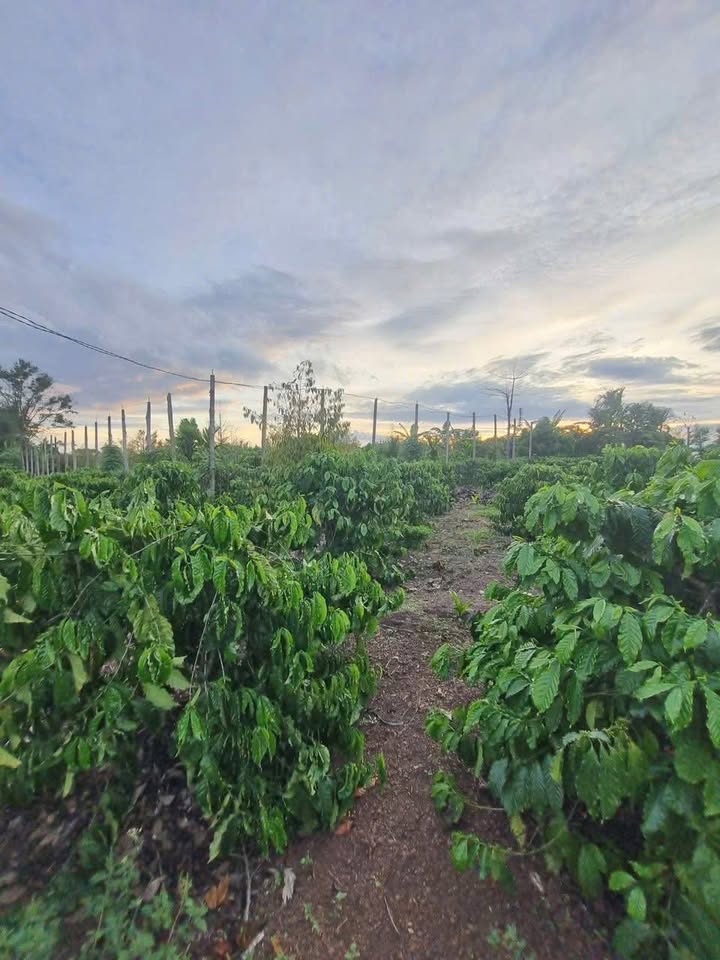 Đất Vườn Ea Ning Cư Kuin 7000m² 2.52 Tỷ - Nghỉ Dưỡng Lý Tưởng!