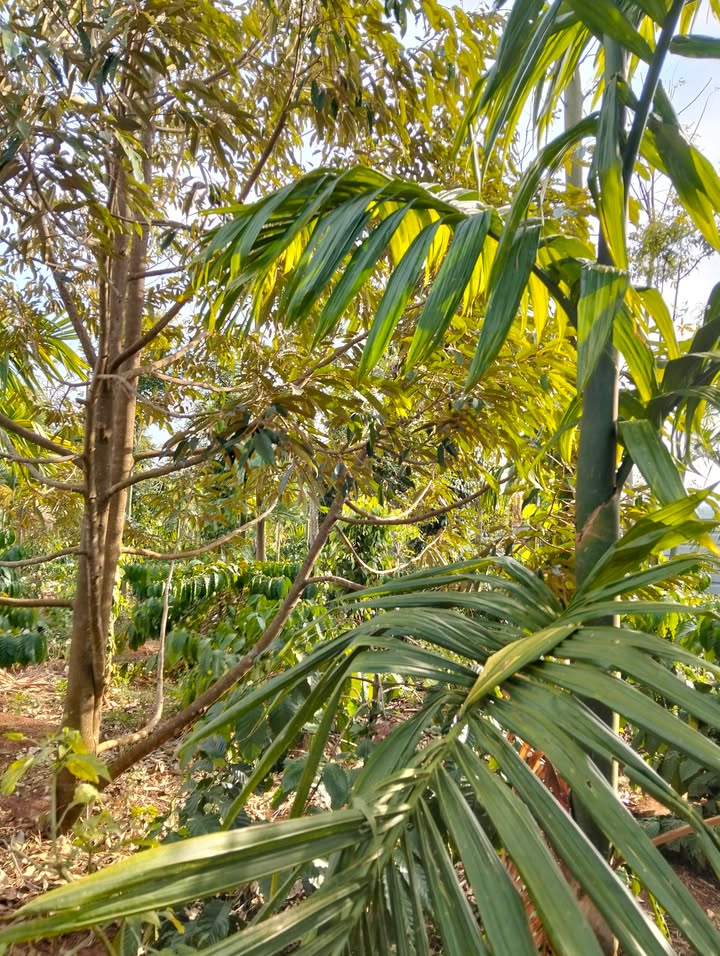 Đất vườn Ea Tiêu Cư Kuin 5000m² 3.31 tỷ - Nghỉ dưỡng lý tưởng