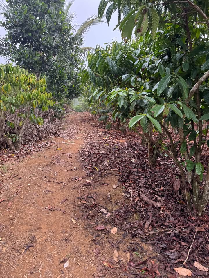 Đất vườn tại Tân Lạc, Bảo Lâm 4,2 sào - Tiềm năng đầu tư nông nghiệp!