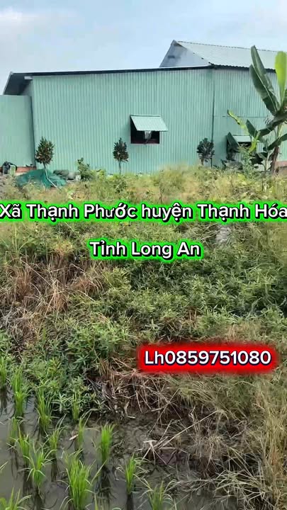 Đất vườn Thạnh Hóa Long An 2000m² giá 400 triệu - Sổ hồng sẵn!