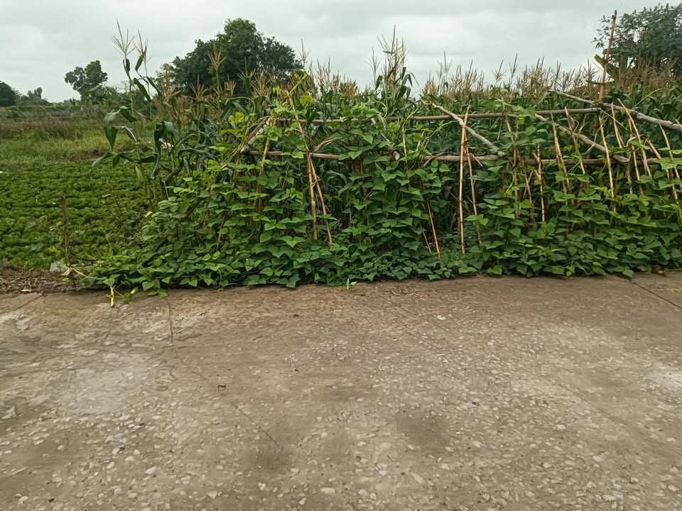 Đất nền Cờ Đỏ Cần Thơ 312m² Sổ đỏ chính chủ - Giá đầu tư tốt!