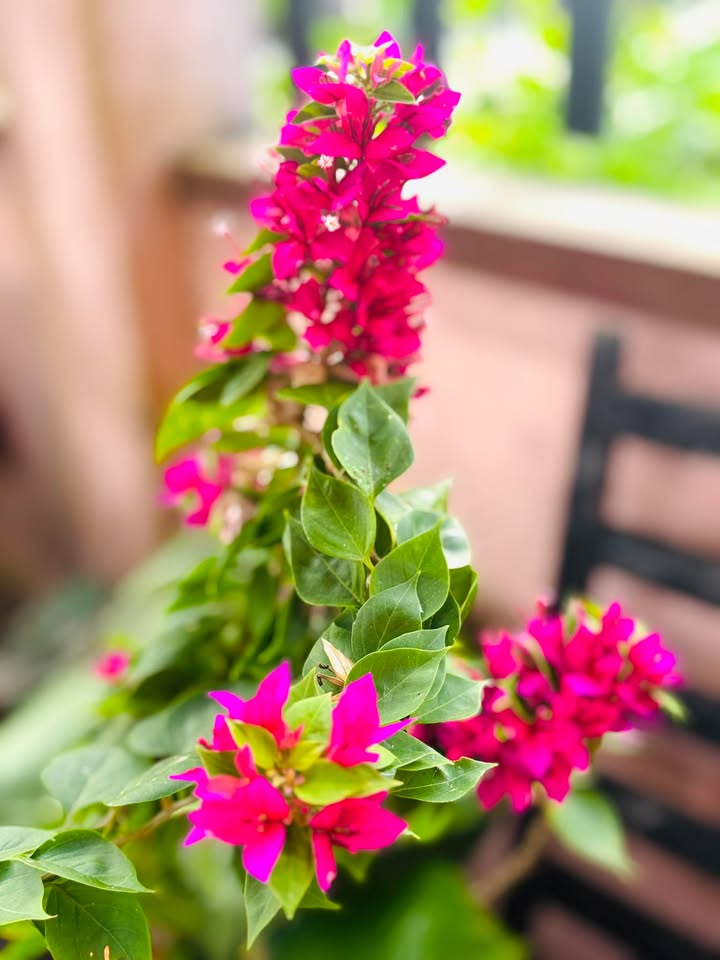 Đất nền Quế Long 300m² giá chỉ 4xx triệu - Bao vuông vức, sạch đẹp!