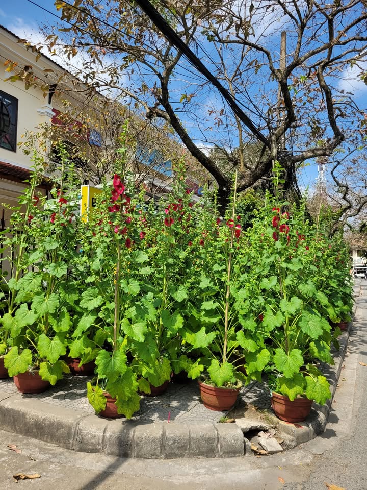 Đất nền 125m² Bến Trễ 6, Hội An - Sổ đỏ chính chủ, giá thỏa thuận