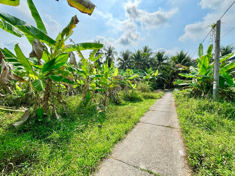 Bán Đất Vườn Tiền Giang 3497m² Giá Tốt - Sẵn Sàng Đầu Tư