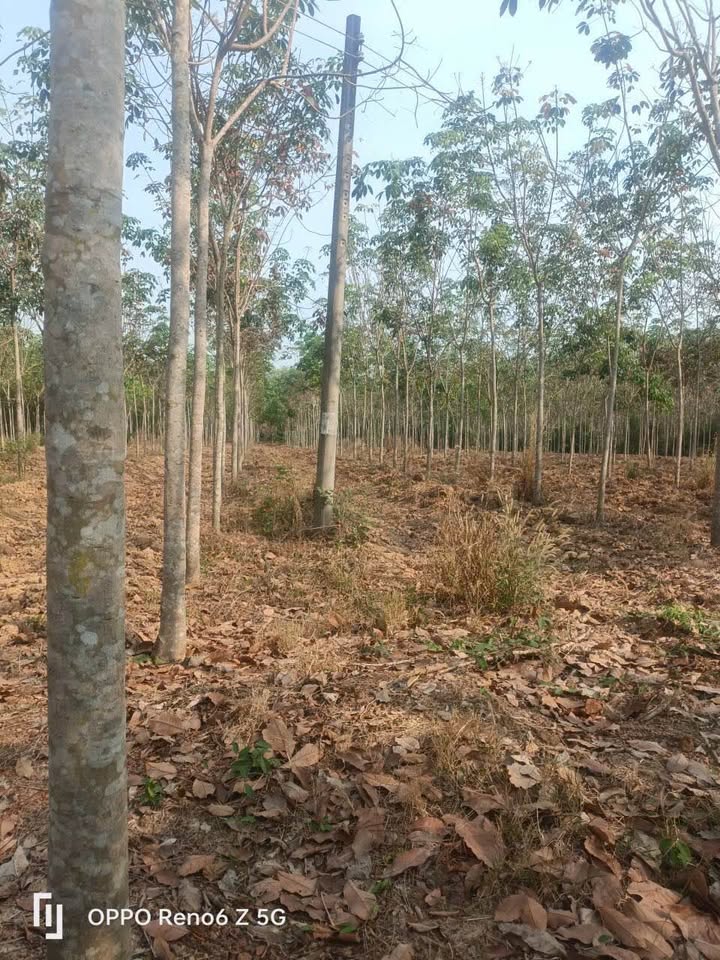 Đất vườn Đồng Phú 10.000m² giá 1.99 tỷ - Nghỉ dưỡng lý tưởng!