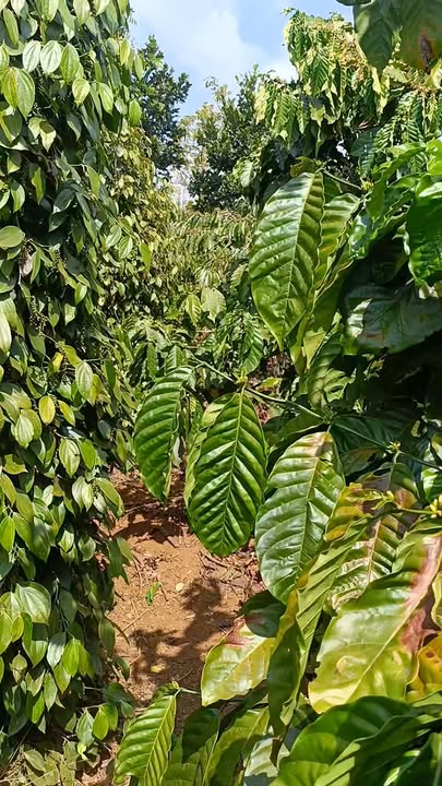 Đất Vườn Chư Pưh 1800m² Gia Lai - Đầu tư dài hạn, sinh lời tốt!