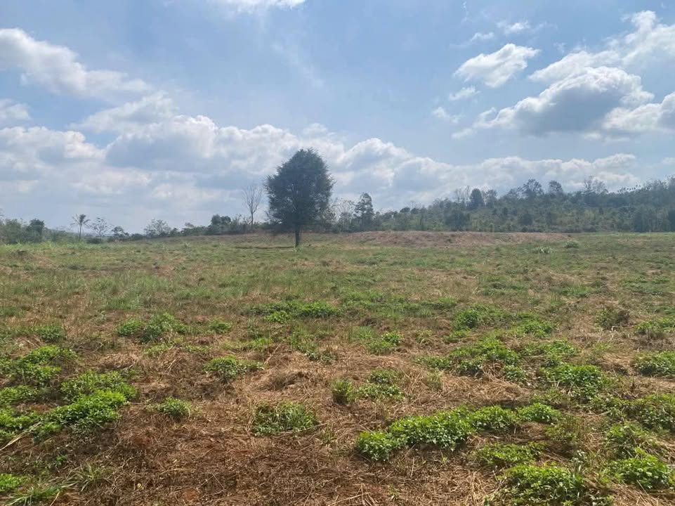 Đất Rẫy Ea Siên Buôn Hồ 5.3ha Giá 7.5 Tỷ - Đầu Tư Dài Hạn!