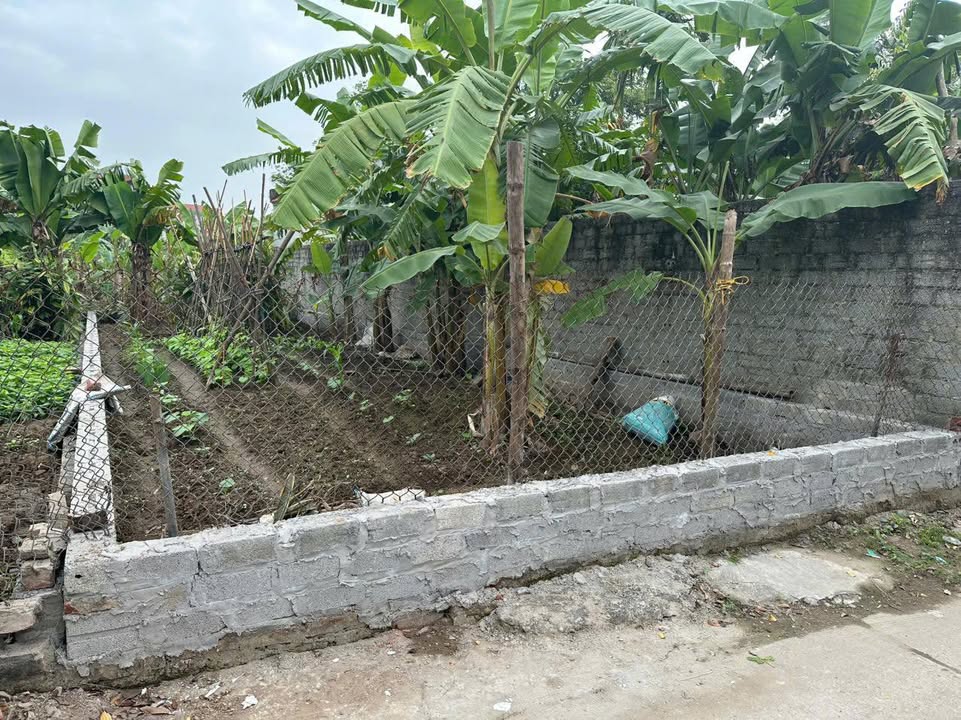 Đất Xâm Xuyên, Thường Tín 82m² - Sổ Đỏ Sẵn Sàng, Ô Tô Tải Vào Đất