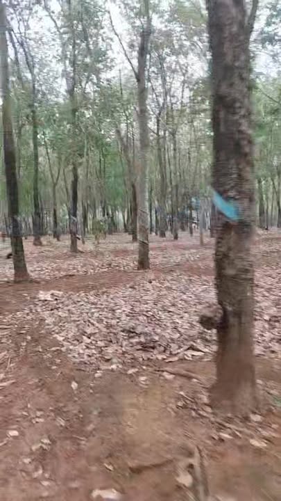 Bán Đất Vườn Phú Riềng 6.7ha View Hồ - Nghỉ Dưỡng Lý Tưởng!