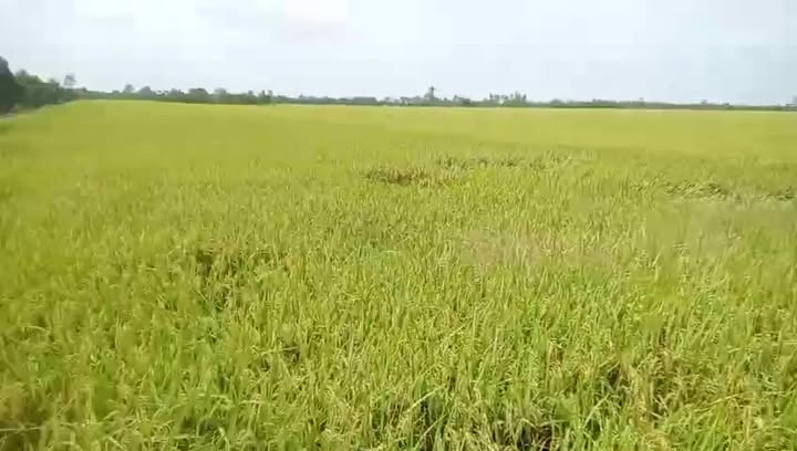 Đất vườn Phú Điền Tháp Mười 13.000m² 3.64 tỷ Nghỉ dưỡng lý tưởng