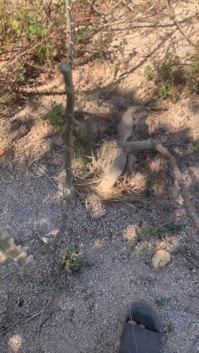 Bán Đất Rẫy Phú Thiện Gia Lai 1ha Giá 100 Triệu - Đầu Tư Sinh Lời!