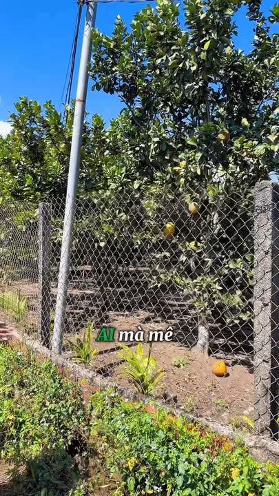 Đất Đắk Nông 800m² View Đồng Ruộng, Núi Non - Giá Chỉ 1.4 Tỷ