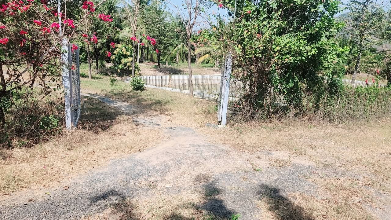 Đất Vườn 2ha Xã Sơn Điền, Di Linh - 3.5 Tỷ - Trồng Xoài, Dừa, Bưởi