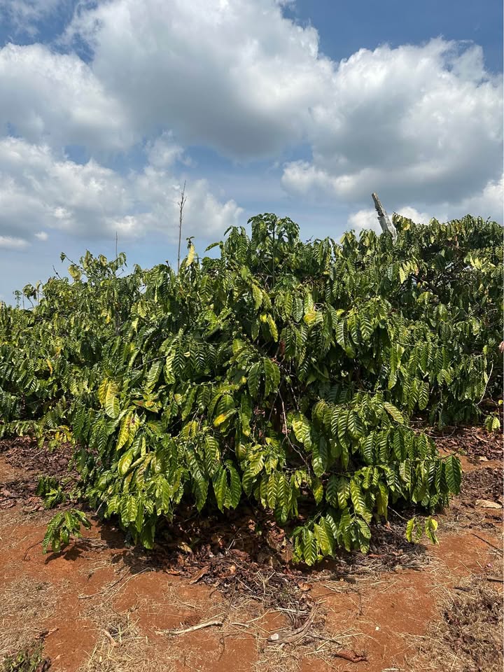 Đất vườn Ea Nam Ea H'leo 1.5ha - Đầu tư dài hạn sinh lời cao!