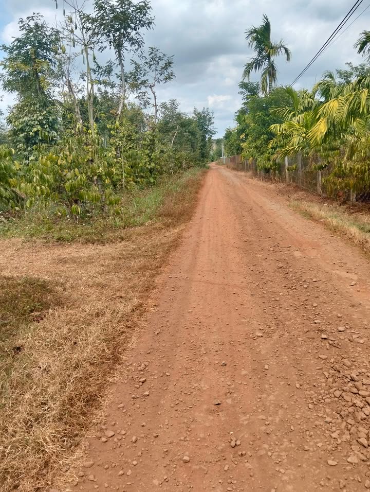 Đất vườn Ea Tiêu Cư Kuin 2.2 ha - Tiềm năng đầu tư dài hạn!