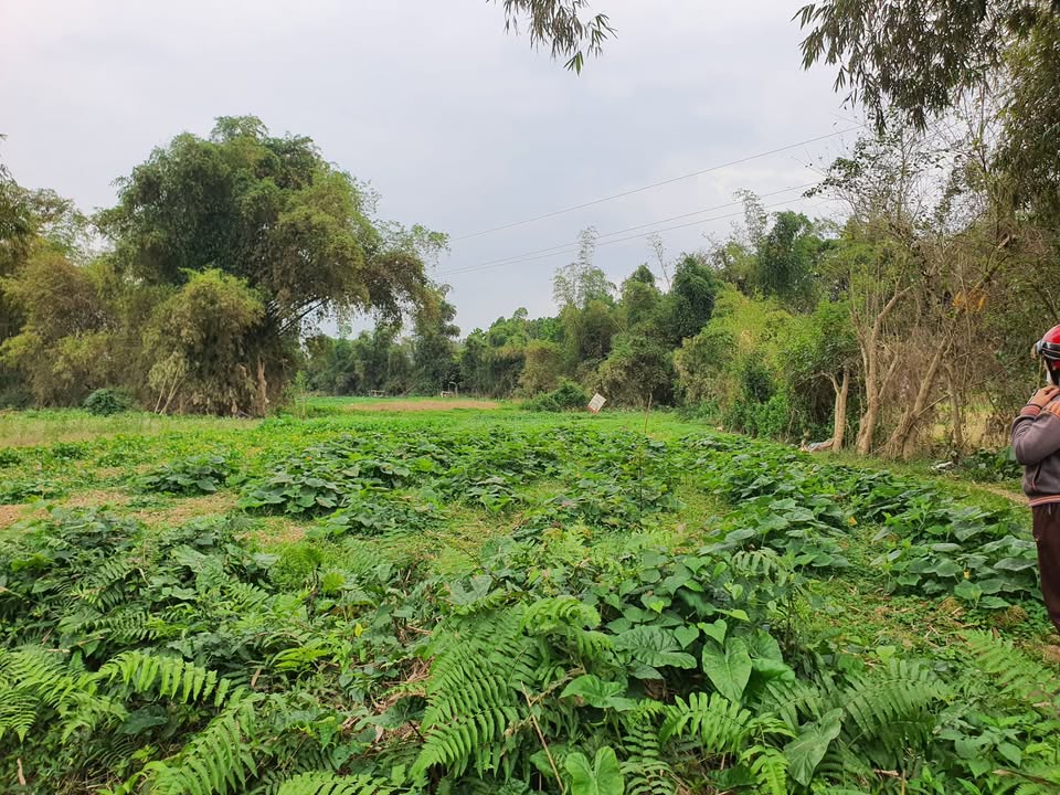 Đất trồng cây hàng năm 1000m² tại Nà Toàn, Đề Thám – Giá tốt, bán gấp trước Tết!