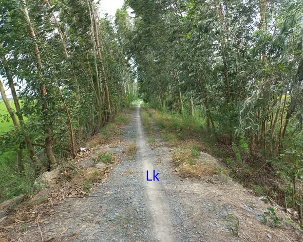 Đất Lúa 24.000m² Đồng Tháp - Sổ Đỏ, Giá Tốt Đầu Tư