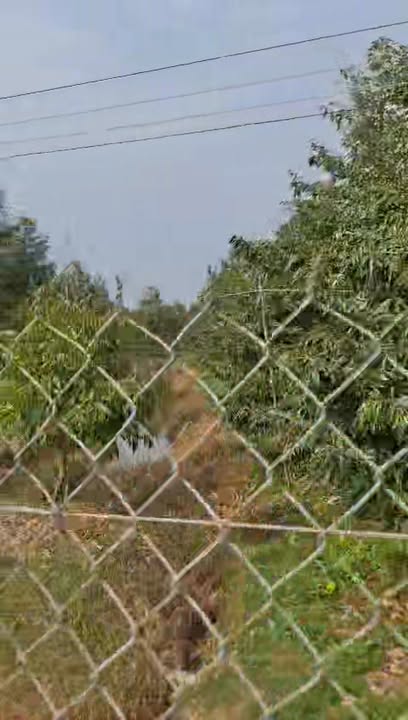 Đất Vườn Sầu Riêng Mỹ Trung, Cái Bè 9000m² - Đầu Tư Dài Hạn!