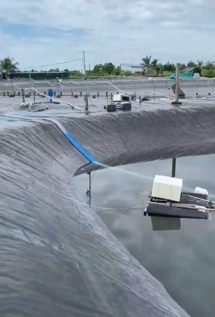 Farm 70 công tại Đất Mới, Năm Căn, Cà Mau - Đầu tư ao công nghiệp sinh lời ngay!