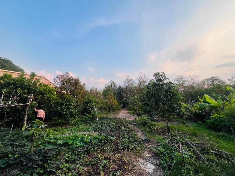 Đất vườn Trảng Bàng Tây Ninh 2387m² giá 2.6 tỷ - Nghỉ dưỡng lý tưởng!