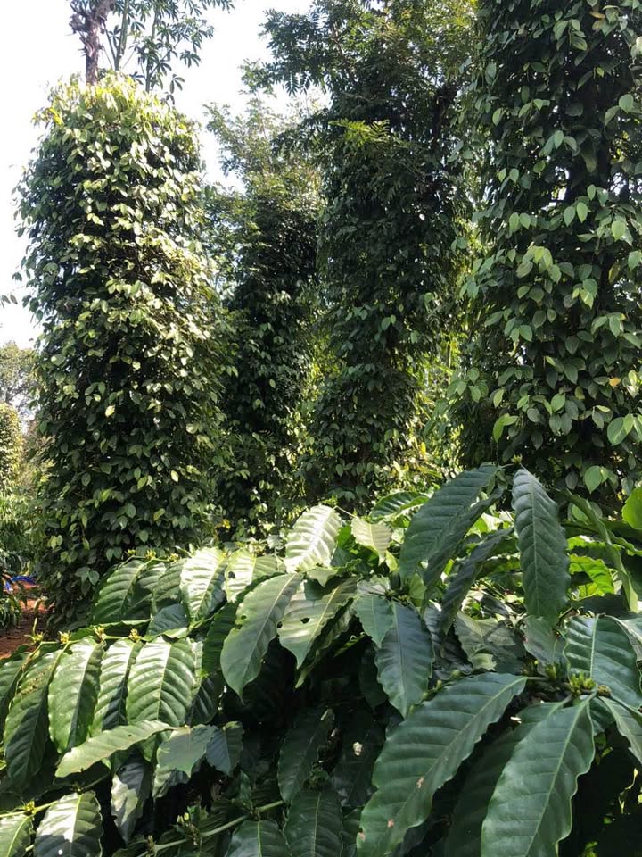 Bán Đất Vườn Ea Tiêu Cư Kuin 360m² Giá 395 Triệu - Đầu Tư Dài Hạn