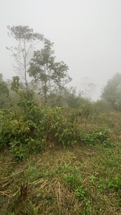 Đất Vườn 6.1ha Đà Bắc, Hòa Bình - Nghỉ Dưỡng Lý Tưởng!