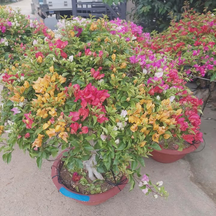 FrontHouse Bảo Lộc 108m² giá 1.75 tỷ - Mặt tiền Quốc lộ 20