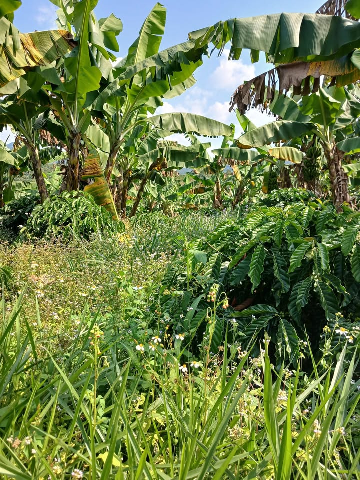 Bán đất Liên Đầm Di Linh 3800m² giá 550 triệu - Đầu tư sinh lời ngay!