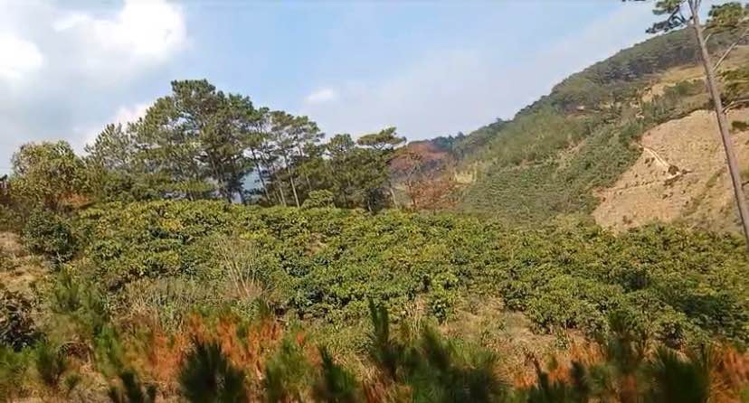 Bán Farm cà phê Gia Hiệp Di Linh 10.000m² giá 800 triệu - Đầu tư tốt